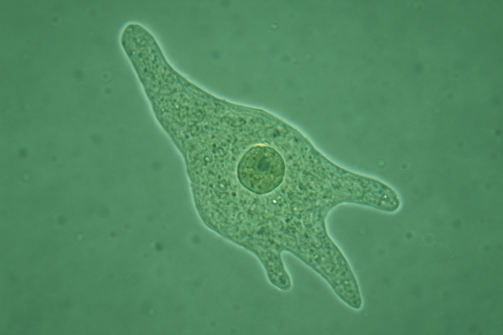 Brain eating amoeba