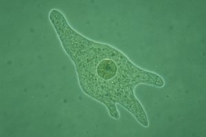 Brain Eating Amoeba: Deadly Facts, Prevention, and Survival Guide